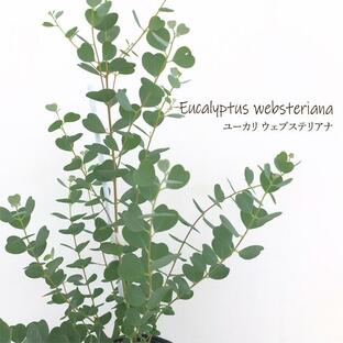 ハートリーフユーカリ ウェブステリアナ 13.5cmポット ユーカリ ハーブ シンボルツリー Herbの画像