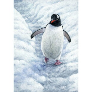 ペンギン 雪の壁紙 輸入 カスタム壁紙 輸入壁紙 カスタム壁紙 PHOTOWALL / Gentoo Penguin (e332574) 貼ってはがせるフリース壁紙(不織布) 【海外取寄せ商品】 【代引き・後払い不可】の画像