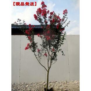 現品発送 サルスベリ 百日紅 カントリーレッド 赤花 樹高2.0-2.3m(根鉢含まず)落葉樹 落葉高木 庭木の画像