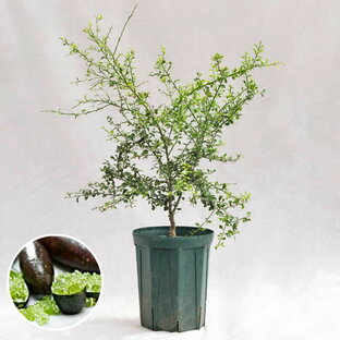 庭木・植木 フィンガーライム・ダーラムエメラルド / 7寸・約W50×H70〜90cmの画像
