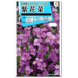 ムラサキハナナ（紫花菜）の種 タキイ 花タネの画像