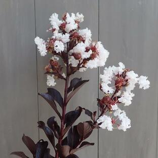 花木 庭木の苗/サルスベリ（百日紅）：ブラックパール ライトピンク5号ポットの画像