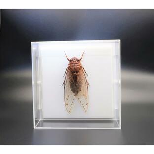 昆虫の標本 テイオウゼミ アクリルフレーム スケルトンの画像