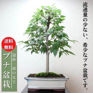 ブナ盆栽 世界遺産 白神山地 bonsai 送料無料の画像