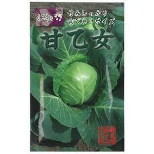 キャベツの種 キャベツ 種 ミニキャベツ 甘乙女 種子 小袋（約1ml） ( 野菜の種 )の画像