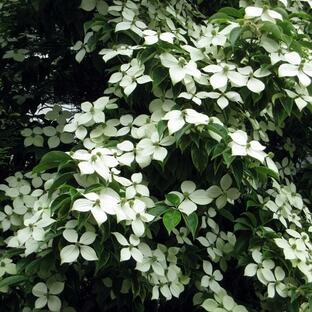 花木 庭木の苗/常緑ヤマボウシ：ホンコンエンシス月光 単木 樹高1.5m根巻きの画像