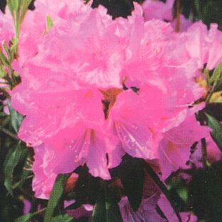 花木■良品庭木■シャクナゲ ロードデンドロン春一番9～10．5cmポット苗の画像