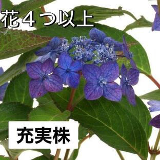 ヤマアジサイ 苗 藍姫 蕾4つ以上株 山アジサイ アイヒメ2024年開花見込み株の画像