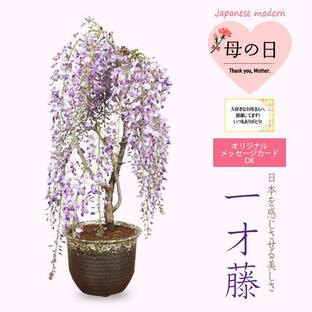 まだ間に合う 母の日ギフト 2024盆栽：母の日開花一才藤（萬古焼雪深鉢）*フジふじプレゼント鉢植え鉢花bonsaiの画像