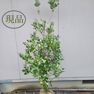 【常緑樹:フェイジョア トラスク 単木 根巻 1.8m】常緑中高木 現品の画像