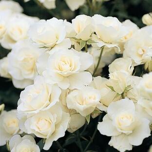 (訳あり) バラ苗 つるアイスバーグ (アウトレット苗) つるバラ 返り咲き 中輪 白系 コルデス 6号スリット鉢の画像