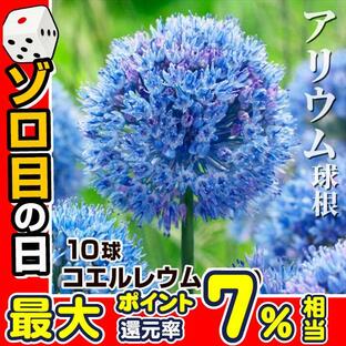 アリウム 球根 コエルレウム (小輪) 10球 カエルレウム アリウムの球根 アリウムの花 秋植え球根の画像