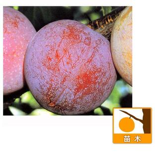 果樹の苗/スモモ(プラム）：サンタローザ4〜5号ポットの画像