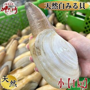 (10%OFFクーポン配布中) 天然活き白みる貝 小１kg みる貝 ミル貝 (愛知県産)の画像