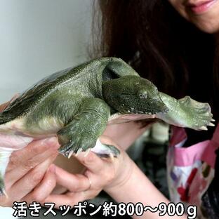 活き すっぽん 鍋 養殖 約800〜900ｇ スッポンの画像