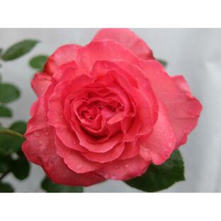 ★バラ苗★ＨＴ★ ピンク パンサー ◎花もちがよく、強健な品種で初心者向きです♪ 7号の画像