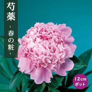 芍薬 苗 春の粧 １2ｃｍポット 桃色 しゃくやく シャクヤク ガーデニングの画像
