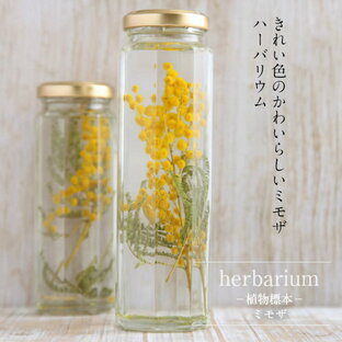 送料無料【herbarium Bottle】ハーバリウムボトル八角ボトルLサイズ【long】花＜ミモザ＞−植物標本−の画像