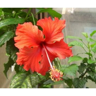 【ハイビスカス】 レッドバタフライ【熱帯植物・トロピカルフラワー・ハワイアンフラワー・ハイビスカス】の画像
