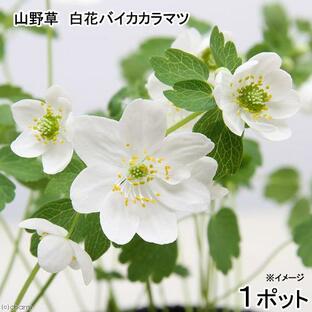 （山野草）カラマツソウ（唐松草）白花梅花カラマツ ２．５号（１ポット）の画像