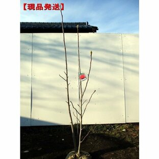 現品発送 赤花モクレン 木蓮 バルカン 樹高1.3-1.5m(根鉢含まず） シンボルツリー 落葉樹 落葉高木 庭木 花木の画像