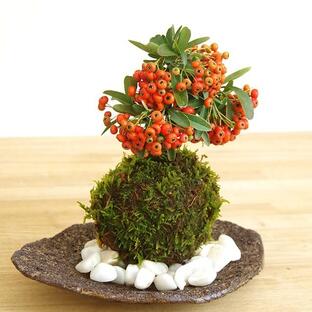 苔玉 盆栽 秋から冬 真っ赤な実 春に白い花 ピラカンサ 苔玉 くらま岩器セット ぴらかんさ こけだま コケダマの画像