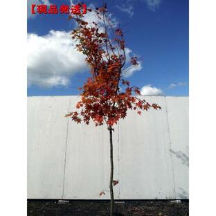 コハウチワカエデ 現品発送 単木 樹高2.0-2.6m(根鉢含まず) 紅葉 モミジ シンボルツリー 落葉樹 落葉高木 庭木の画像