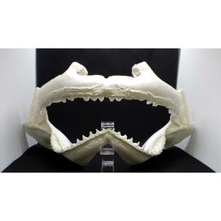 （サメ 顎標本） ドタブカ2 Lサイズ 1個の画像