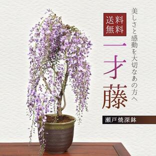 父の日 ギフト 2024盆栽：一才藤（瀬戸焼深鉢)*藤 鉢植え 鉢花 プレゼントにも (2024年開花終了) さく bonsaiの画像