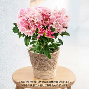 母の日 2024 花鉢 シャクナゲ (ピンク) 日比谷花壇公式ショップ 鉢花の画像