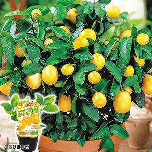 鉢植え向き果樹苗 レモン レモン２１ 2株 / 家庭菜園 檸檬 れもん カンキツ かんきつ 柑橘 レモンの木 ビタミンC クエン酸 ベランダ 果樹苗 自給自足 植物の画像