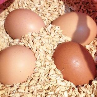 孵卵器用 鶏有精卵10個の画像