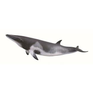 コレクタ ミンククジラ 鯨 フィギュア 88862の画像
