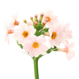 （山野草）クリンソウ（九輪草）品種系クリンソウ 桃花 アップルブロッサム ３号（１ポット）の画像