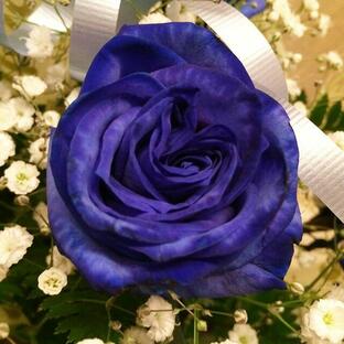 青いバラ ブルーローズ BOXフラワー 生花 価格 プレゼント 結婚 誕生日 お中元 プロポーズ 奇跡 青い薔薇 花言葉 サントリー 青 値段 苗 本物 花ギフトの画像