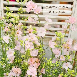花苗 デルフィニウム さくらひめ 4号ポット 宿根草 ピンク 春と秋に咲くの画像