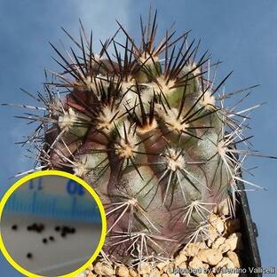 種子7粒 コピアポア アタカメンシス(Copiapoa atacamensis)の画像