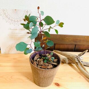 観葉植物 おしゃれ ユーカリ ポポラス 木の香りがする鉢 4号 ガーデニングの画像