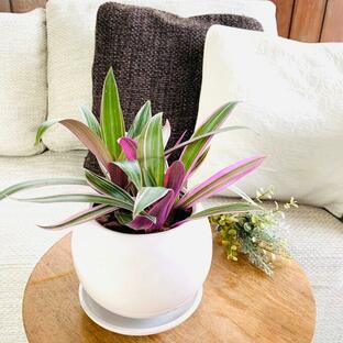 観葉植物 おしゃれ ムラサキオモト 紫万年青 オーロラ 5号鉢 可愛いたまご陶器鉢 の画像