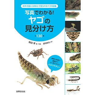 写真でわかる！ヤゴの見分け方 全130種 本州・四国・九州本土で見られるヤゴの図鑑の画像