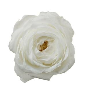 プリザーブド 大地農園 ローズ エレナ 6輪 白 02470-011 プリザーブドフラワー花材 バラ ローズの画像