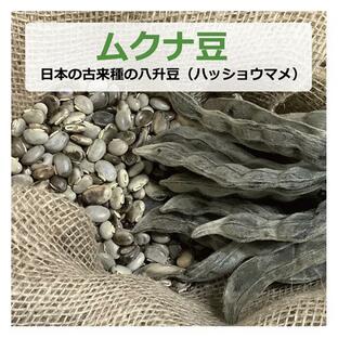 ムクナ豆 （日本の古来種の八升豆） 100g （ハッショウマメ） 【ゆうパケット対応】 【健康サポート農園】の画像