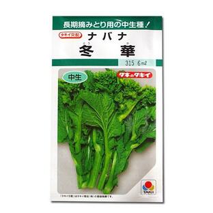 野菜の種/種子 冬華・ナバナ・なばな 菜花 5ml（メール便発送）タキイ種苗の画像
