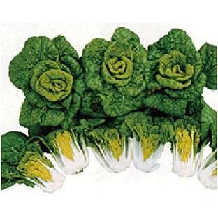 かわいいミニ白菜! ちっチャイ菜 (白菜の種) 小袋 約コート150粒 ( 野菜の種 )の画像