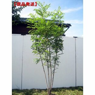 現品発送 シマトネリコ 樹高1.8-2.2m(根鉢含まず) シンボルツリー 庭木 植木 常緑樹 常緑高木の画像