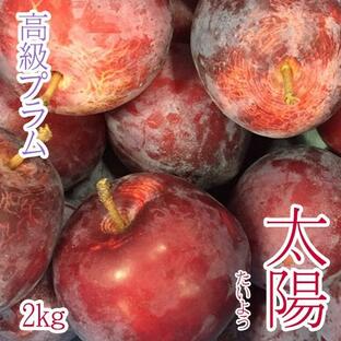 プラム 太陽 2kg 長野県産 熟すと真紫色にの画像