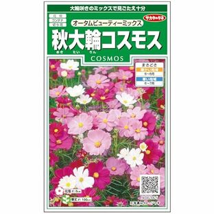 サカタのタネ 実咲花6365 秋大輪コスモス オータムビューティーミックスの画像