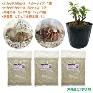 オカヤドカリ飼育セット ベビーサイズ＆SSサイズ(生体×2匹・砂×3袋・ガジュマル苗×1)の画像