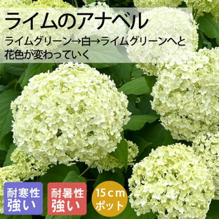 【予約・早割】アジサイ アナベル 苗 ライムのアナベル 15cmポット大苗 （登録品種） 紫陽花 苗木 庭木 花木 日陰落葉低木 耐寒性 耐暑性 生育旺盛 植えっぱなしOK 丈夫 育てやすい【9月下旬より順次発送】の画像