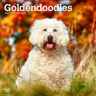 【輸入版】2025年 ゴールデン・ドゥードル カレンダー / ブラウントラウト (Goldendoodles Calendar)の画像